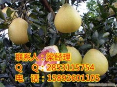 重慶柚子苗及紅心蜜柚苗銷售與批發(fā)指南