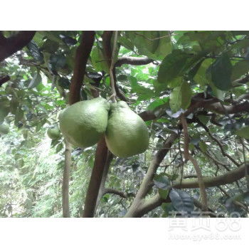 自家果園直供，白心蜜柚批發，甜潤多汁，品質保證