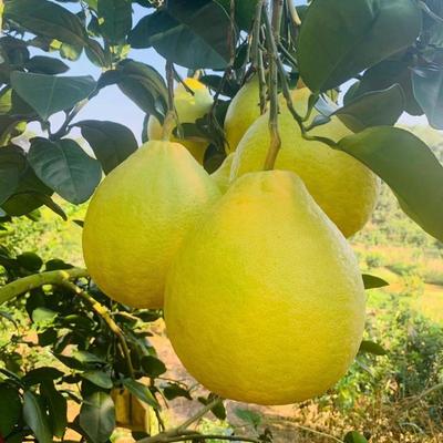 廣西賀州八步區沙田柚 正宗產地直發，打造優質供應鏈