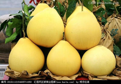 柚子批發指南 從挑選到采購的全流程解析